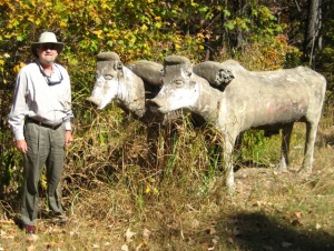 Tanner Wickham's oxen staring at me in 2012, near Palmyra, Tennessee.